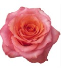 Rose equat Hard rock 50 cm x25