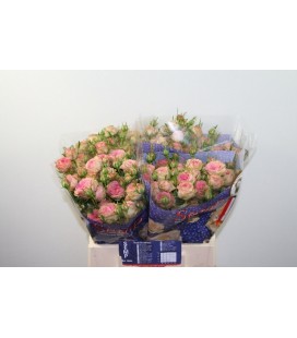Rose Branchue Pepita 40 cm