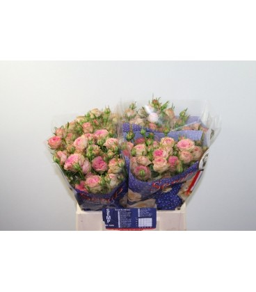 Rose Branchue Pepita 40 cm