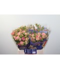 Rose Branchue Pepita 40 cm