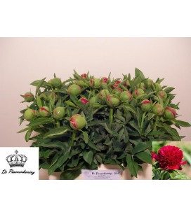 Pivoine Red Charm 55 Cm