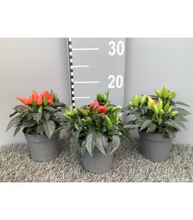 Piments salsa 3 coul Ø 10.5h 15