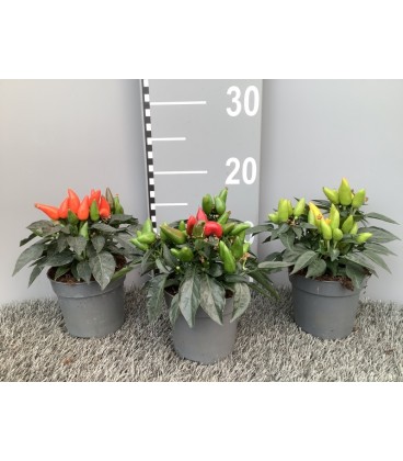 Piments salsa 3 coul Ø 10.5h 15