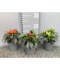 Piments salsa 3 coul Ø 10.5h 15