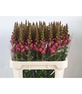 Muflier Potomac Rose 75 cm