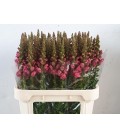 Muflier Potomac Rose 80 cm