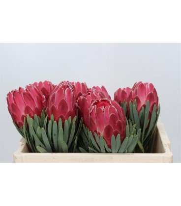 Protea Venus 40 cm