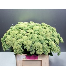 Sedum 60 cm