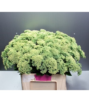 Sedum 65 cm