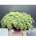 Sedum 65 cm