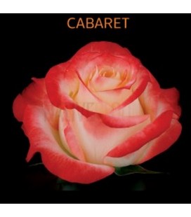 Rose  Equat  Cabaret 50 cm X 25