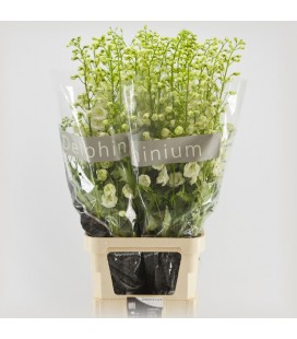 Delphinium Centurion White 100 Cm