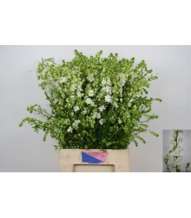 Pied d'Alouette  Ov 90 cm blanc