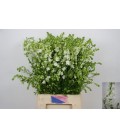 Pied d'Alouette  Ov 90 cm blanc