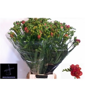 Freesia Du Red bell 70 cm