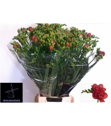 Freesia Du Red bell 70 cm