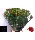 Freesia Du Red bell 70 cm