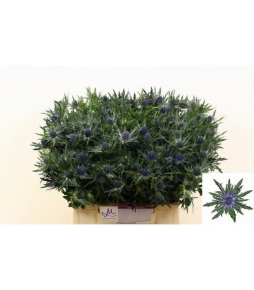 Chardon orion qstar 40 cm