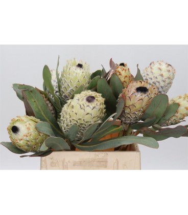 Protea Snow queen 40 cm