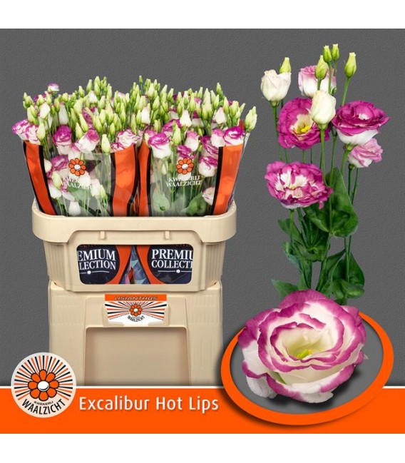 Lisianthus Excal Hot lips bicolor