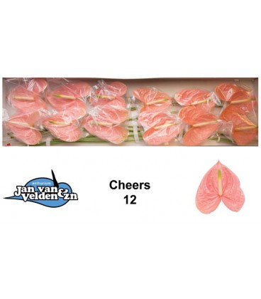 Anthurium Cheers 