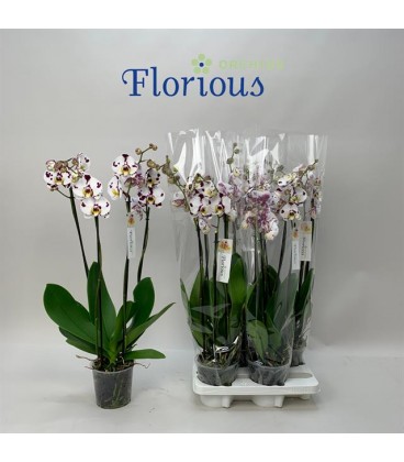 Phalaeno pot de 12 H 75 3/4 branche