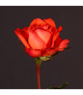 Rose Naranga 60 cm