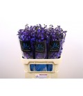 Delphinium Sea Waltz 90 cm