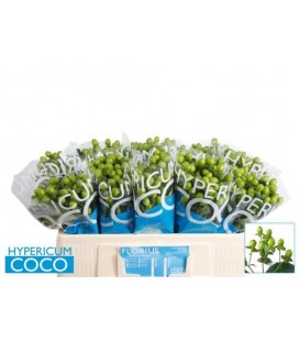 Hypericum coco Bamboo  50 cm 