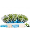 Hypericum coco Bamboo  50 cm 