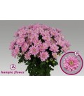 Chrysantheme Baltica pink 70 cm 