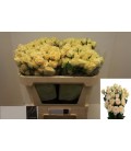 Rose Branchue Salinero 70 cm