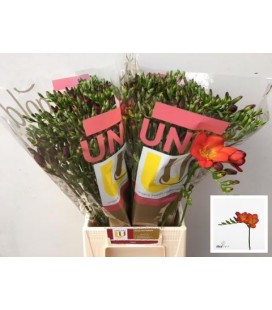 Freesia Fireball