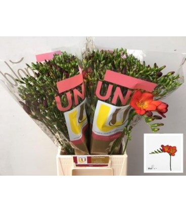 Freesia Fireball