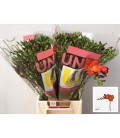 Freesia Fireball