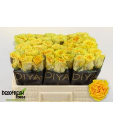 Rose Santa Fe 50 cm