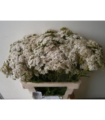 Alchemille White Beauty 60 cm