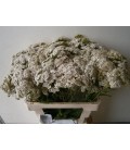 Alchemille White Beauty 60 cm