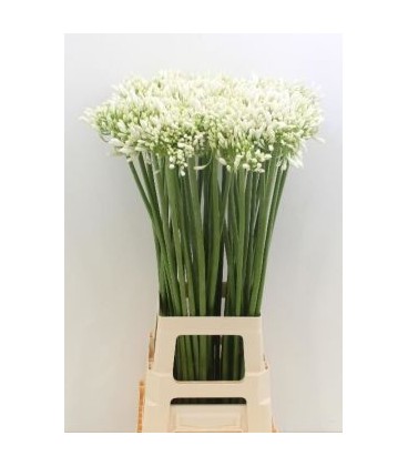 Agapanthe Praecox Meoni