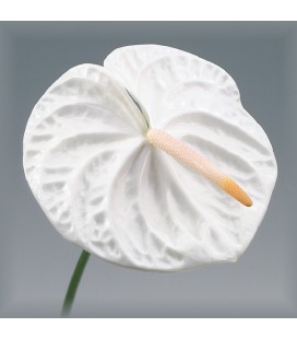 Anthurium Acropolis x12
