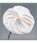 Anthurium Acropolis x12
