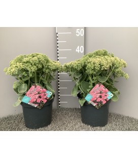 Sedum pot de 19