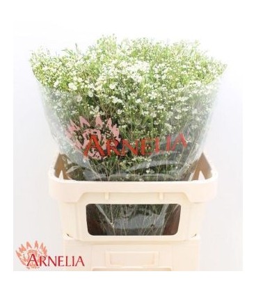Wax White ofrir 70 cm