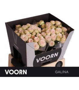 Rose Branchue Galina 60 cm