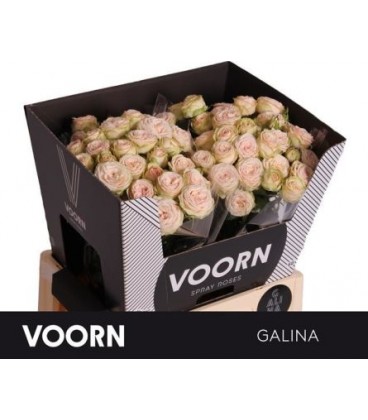 Rose Branchue Galina 60 cm