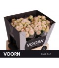 Rose Branchue Galina 60 cm