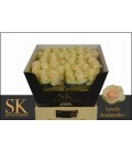 Rose Lovely avalanche 60 cm