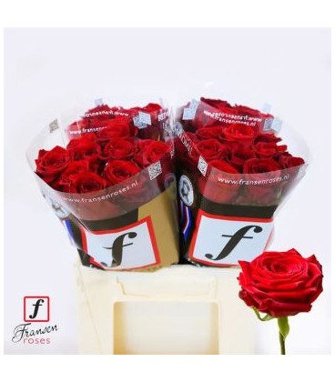 Rose Red Naomie 40 cm