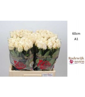 Rose Vendela 60 cm