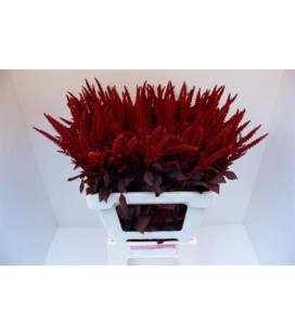 Amaranthe Velvet 80 cm